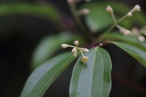桂皮