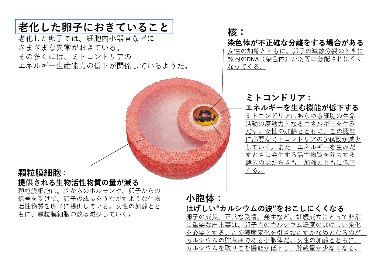 老化した卵子においきていること