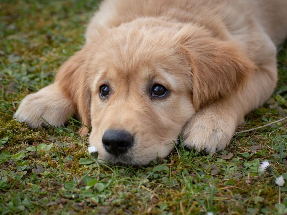 犬の皮膚トラブルは薬膳でケア。体質チェックでわかるご飯の食材