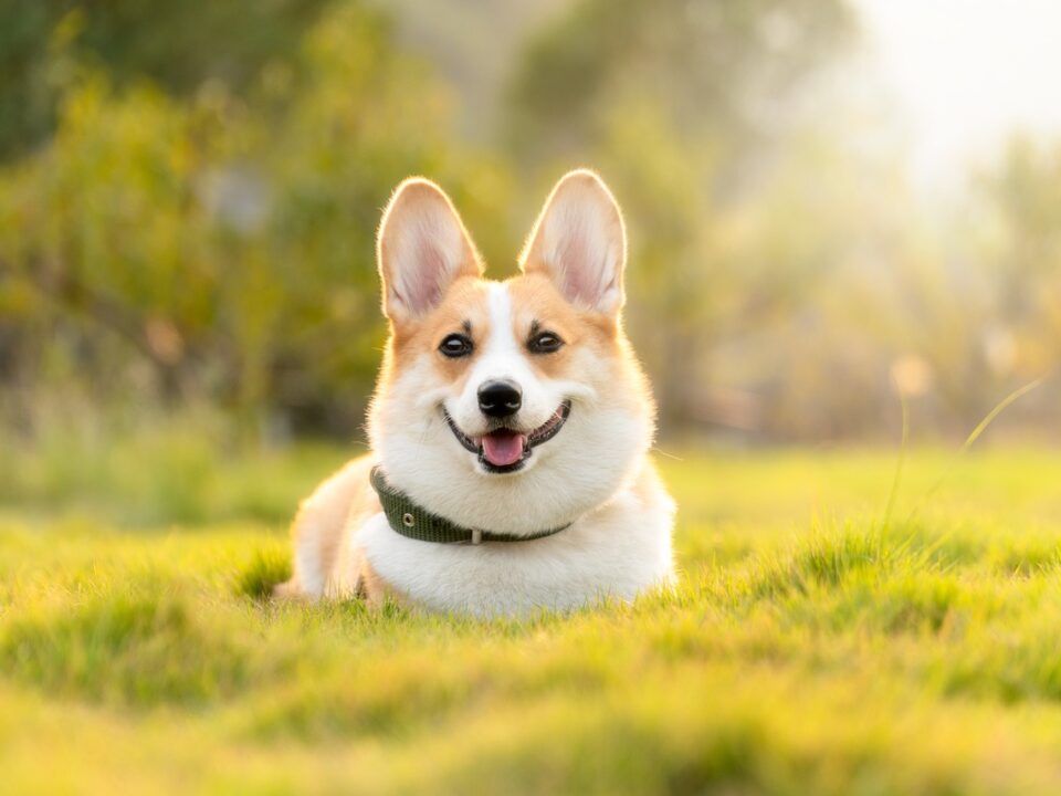 犬の漢方療法｜未病や老犬のケアに。薬剤師が解説する漢方の基本と注意点